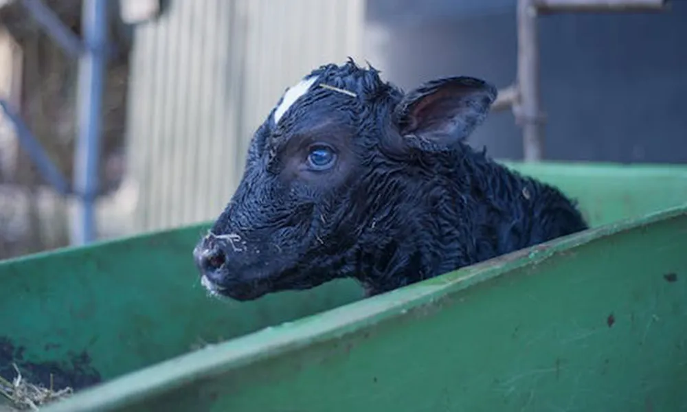 Calving Season: Getting to Grips with Pneumonia 