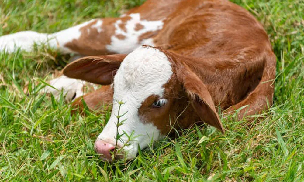 Calving season: scour prevention and treatment