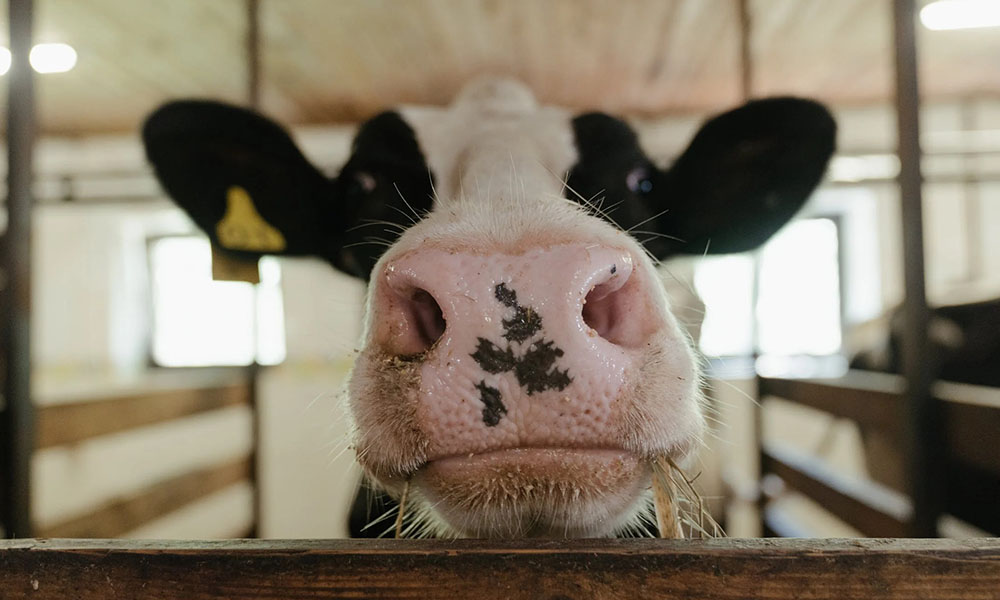 Good Hospitality: Making Cows Comfortable This Housing Season