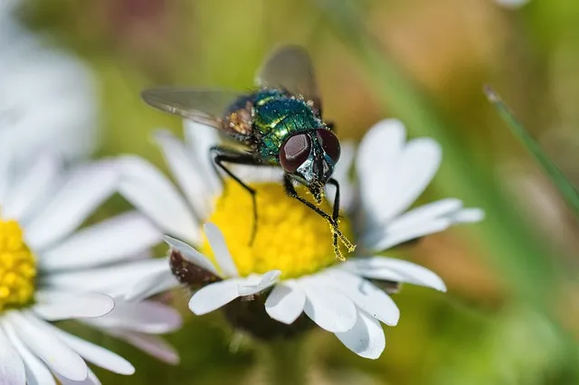 Prevention is better than cure when it comes to blowfly strike