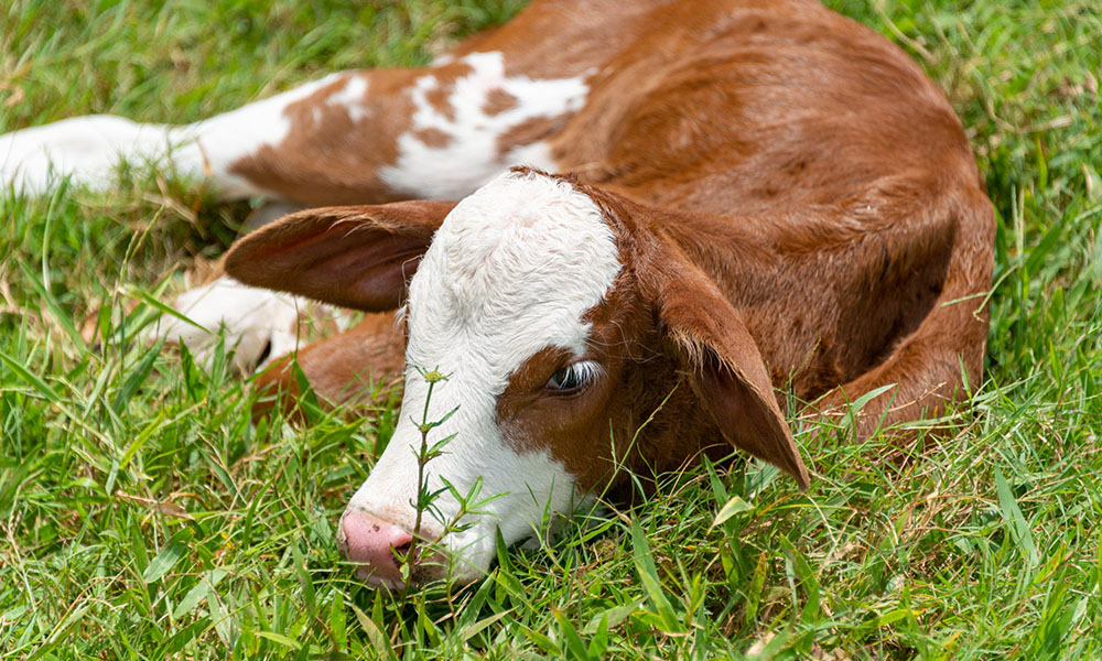 Weanling killer: Cryptosporidium and how to manage it