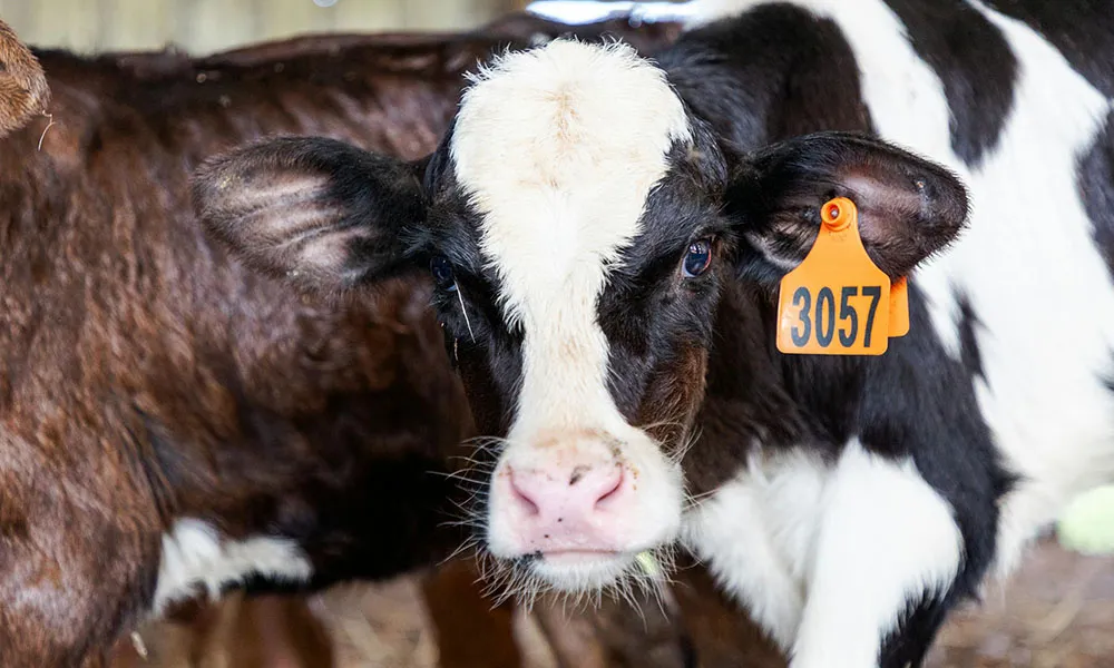 Summer Dosing Dairy Beef Calves For Better Outcomes