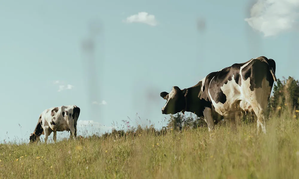 Dairy Beef Welfare Scheme 2024 to Open in March