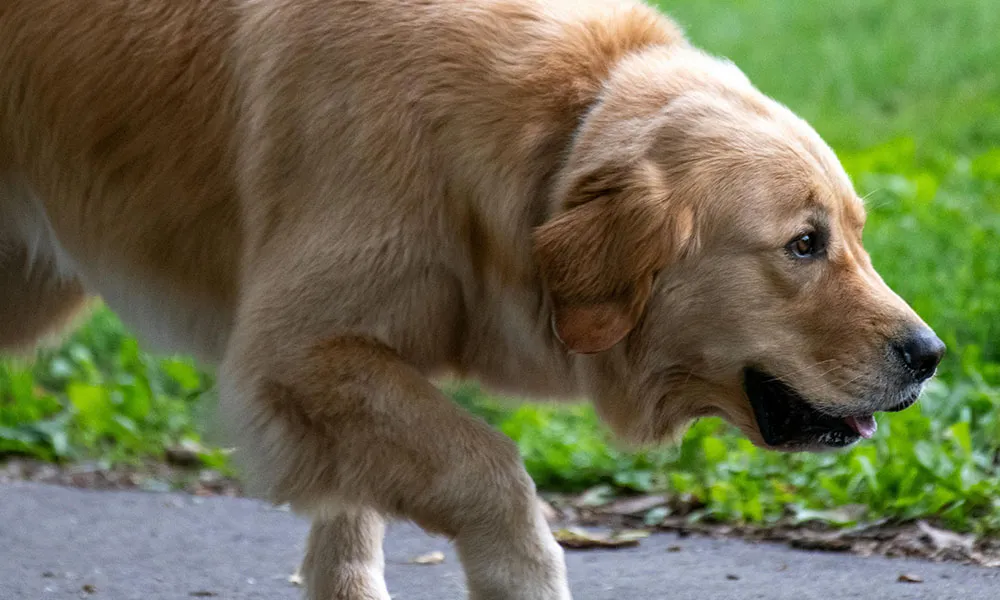 Farming organisation calls for action on dog attacks