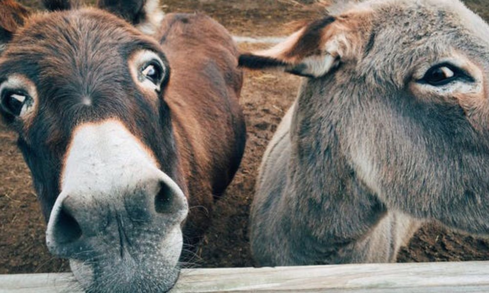 The secret intelligence of donkeys