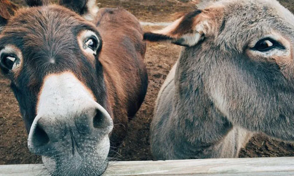 The secret intelligence of donkeys