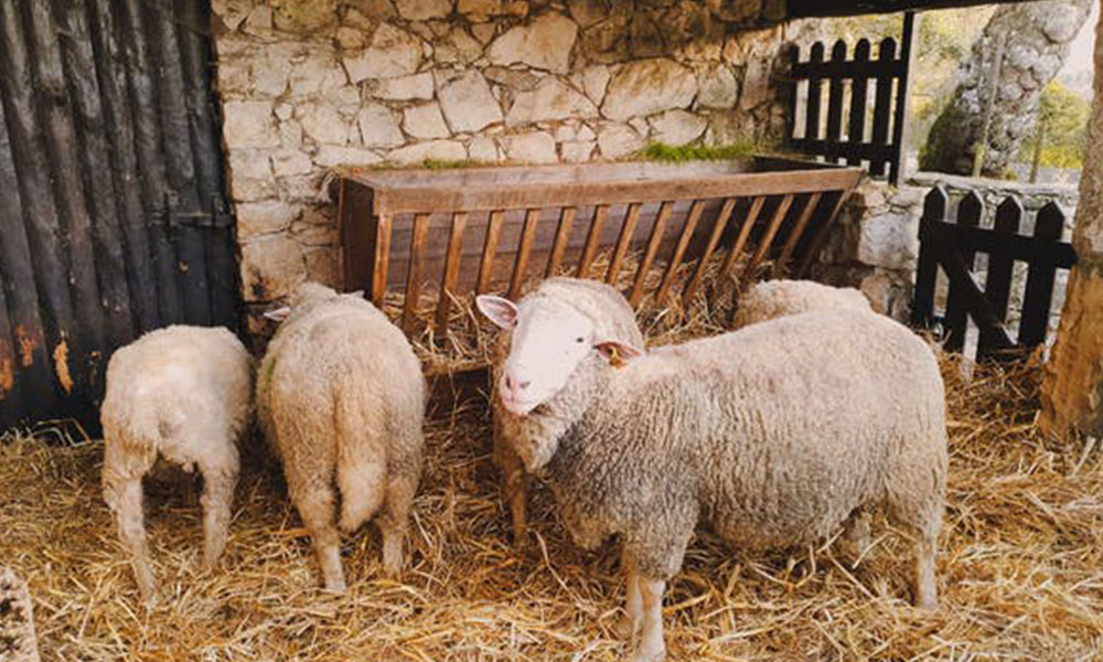 Ewe abortions: causes and prevention