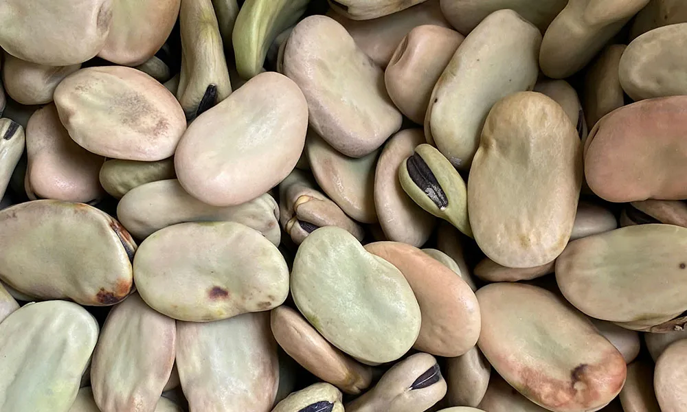 Winter faba beans – a cost-effective animal feed supplement?