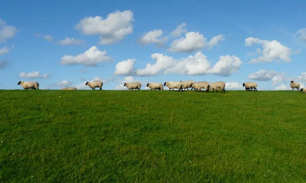 Managing Foot Rot and Scald in Sheep