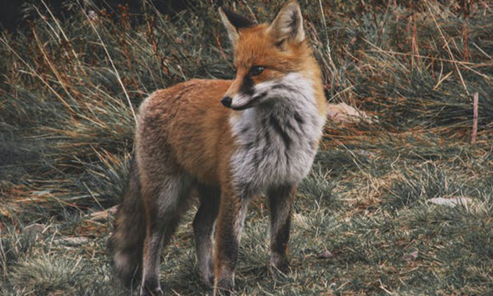 Lambing Season: Top Tips for Keeping the Fox Away