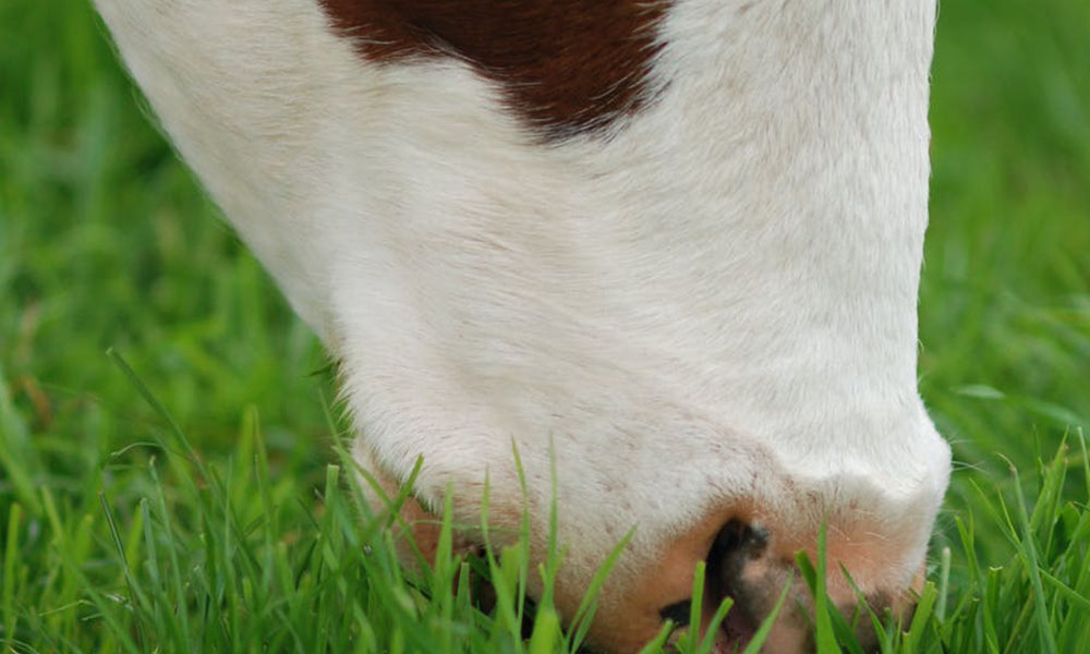 Silent Killer: Grass Tetany and How to Prevent It