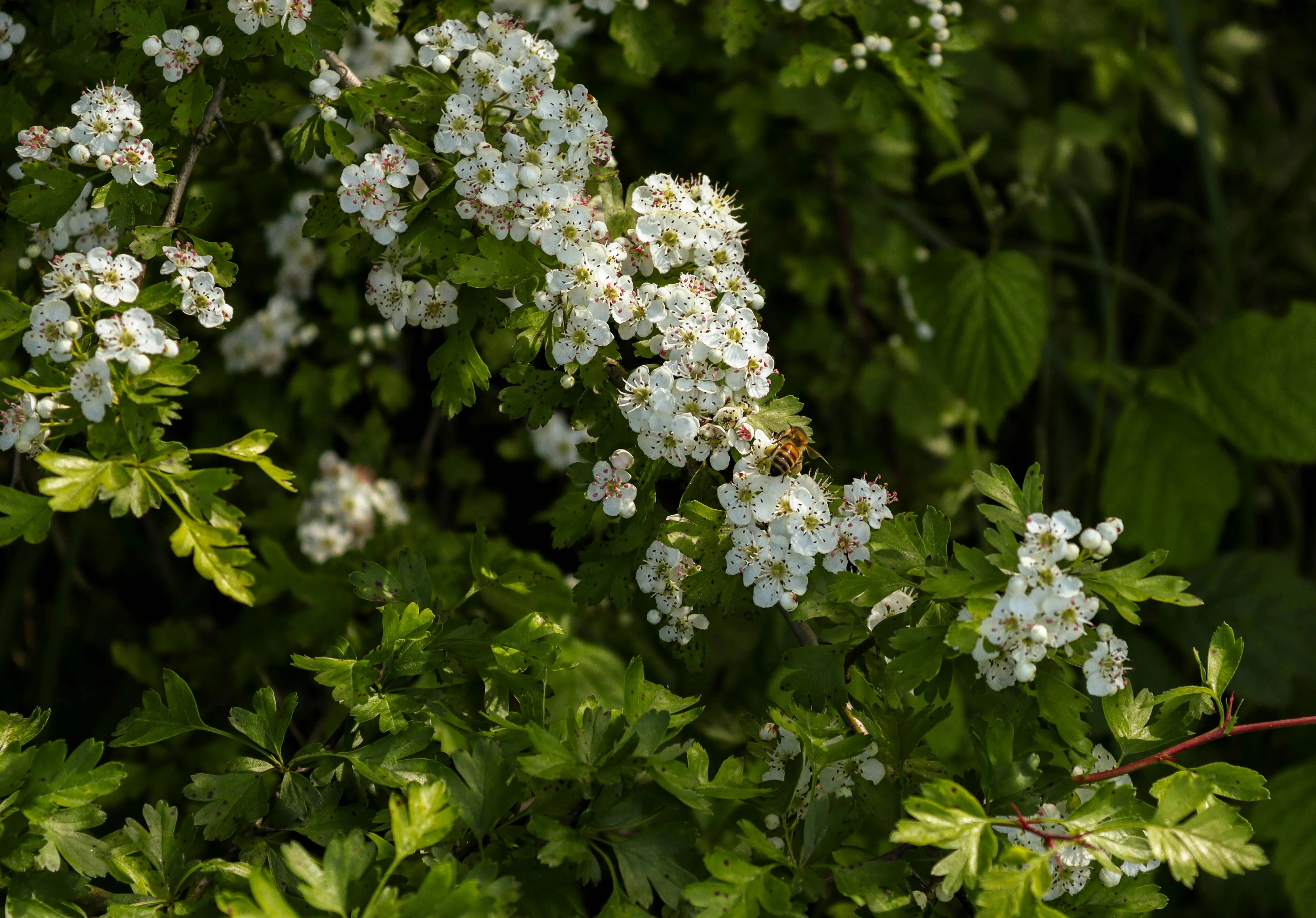 National Hedgerow Week – a chance to reflect on farm tradition and biodiversity?