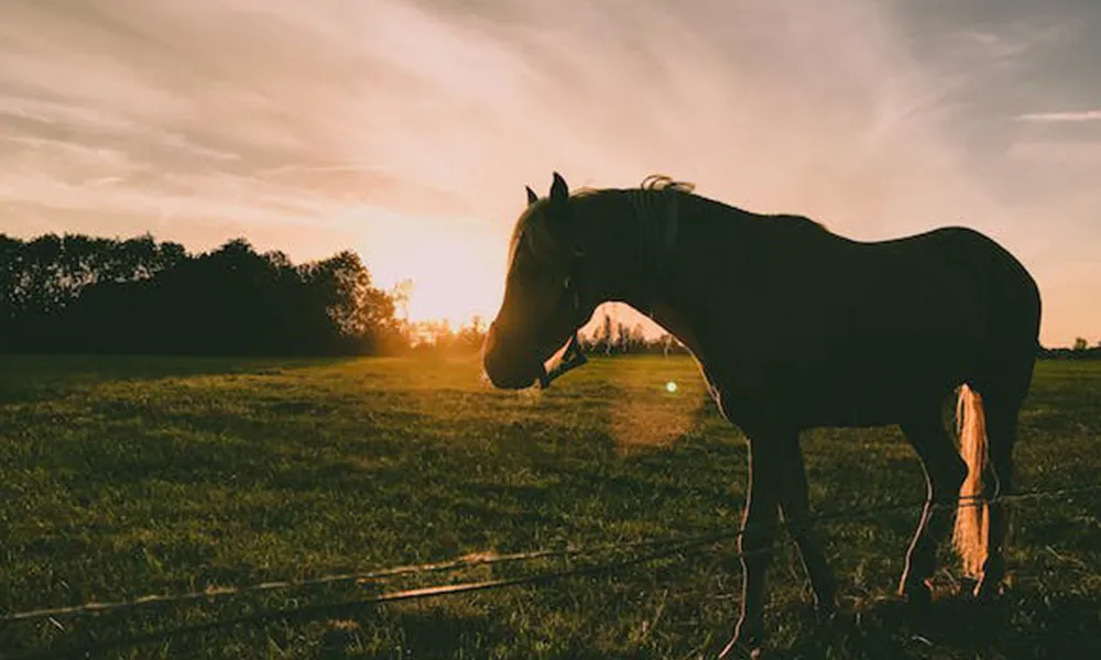 Horse worming