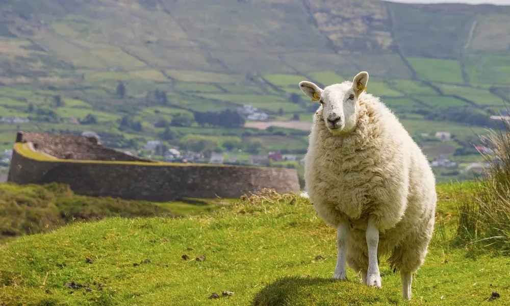 How are you preparing for your flock for the best return?