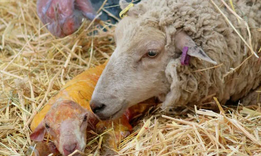 Indoor Lambing: The Basics