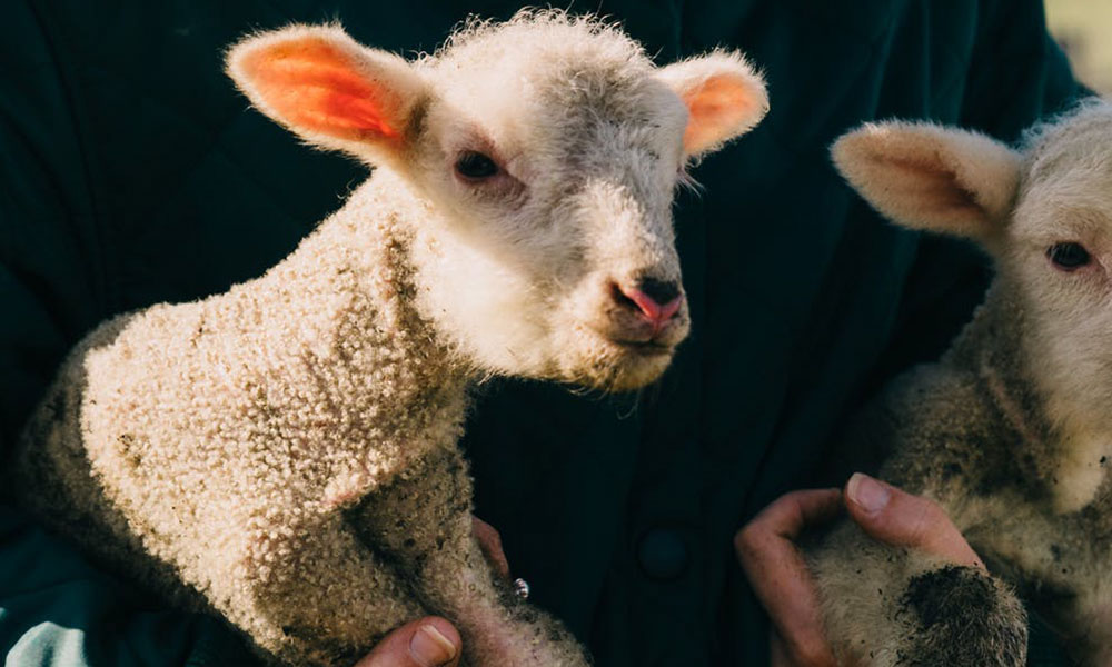 Lambing Season: How to Keep Joint-ill At Bay
