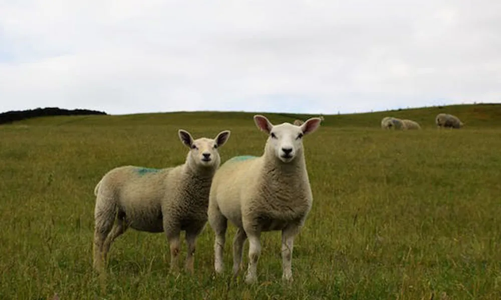 The Keys To Lamb Health Post-Weaning