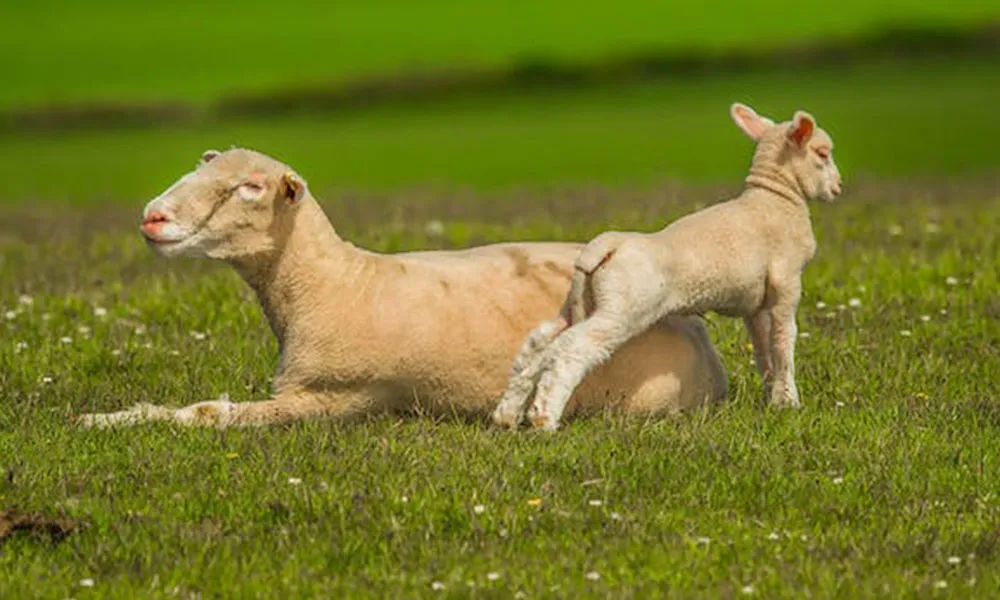 Lambing Season: The Keys to Reducing Lamb Mortality 