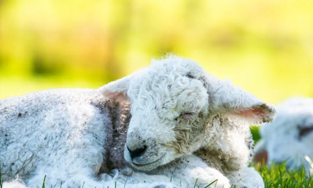 Spring Lambing: When and How to Intervene
