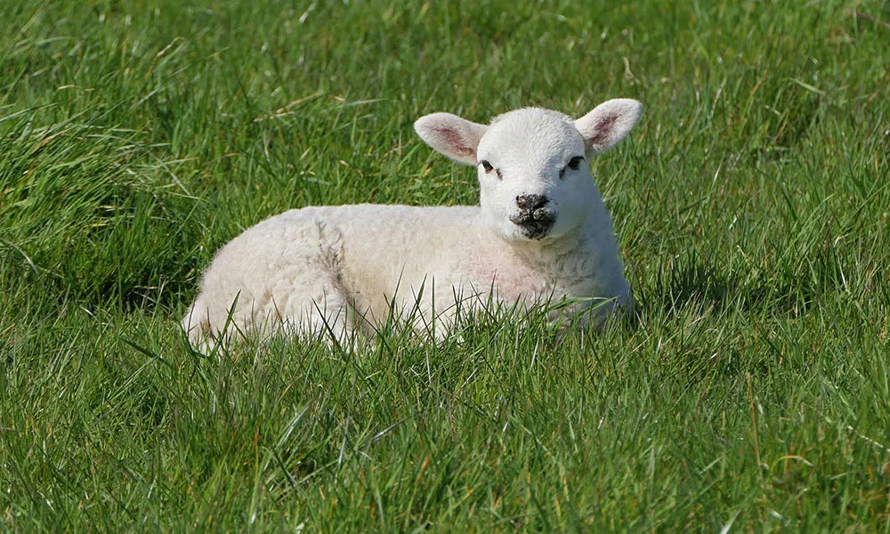 Countdown to Lambing Season: Top Tips and Advice