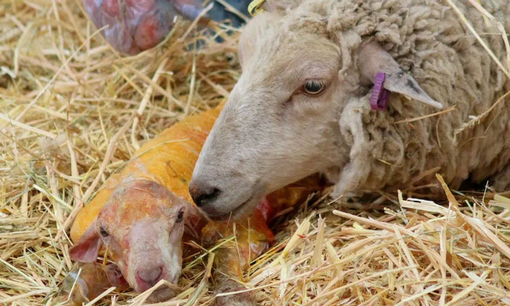 Health Issues at Lambing Time: What to Watch Out For!