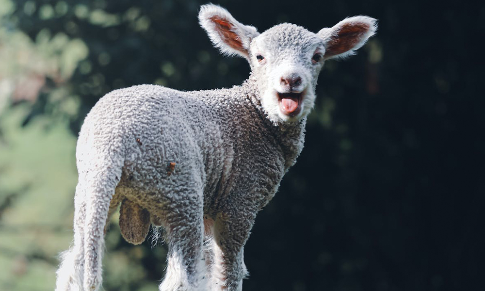 Health Problems in Newborn Lambs: A Guide