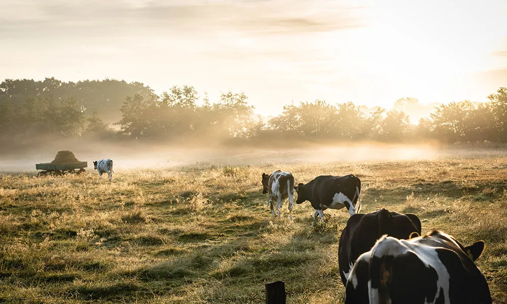 Lameness in Cattle: Prevention and Treatment