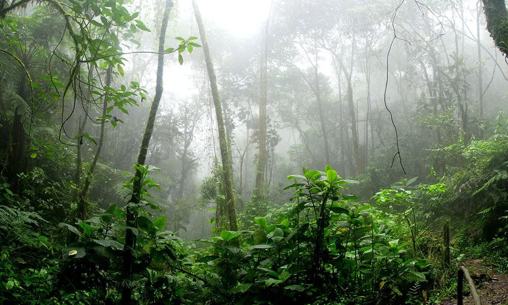 Brazilian Rainforest Destruction Means Mercosur Deal Must Be Scrapped