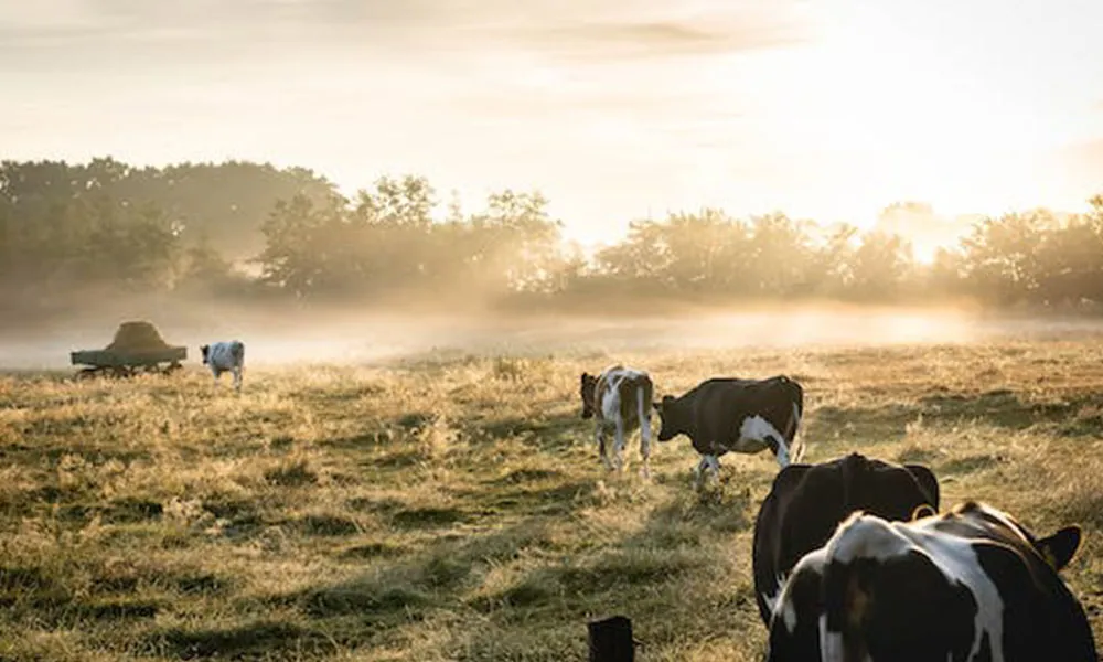 Methane Reduction Research: Teagasc Announces Additives Progress 