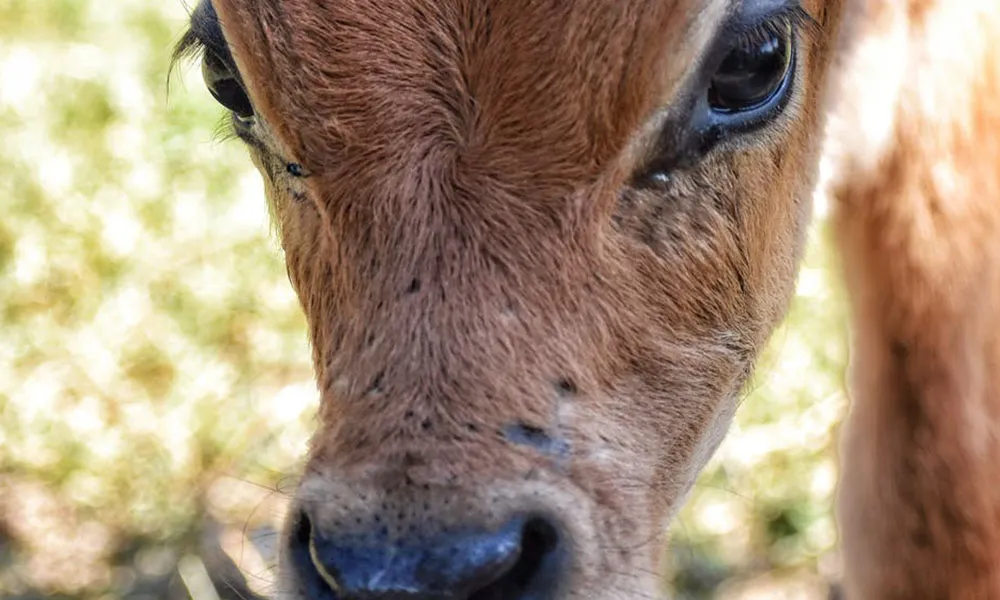 Herd Management: Milk Fever and How to Prevent it