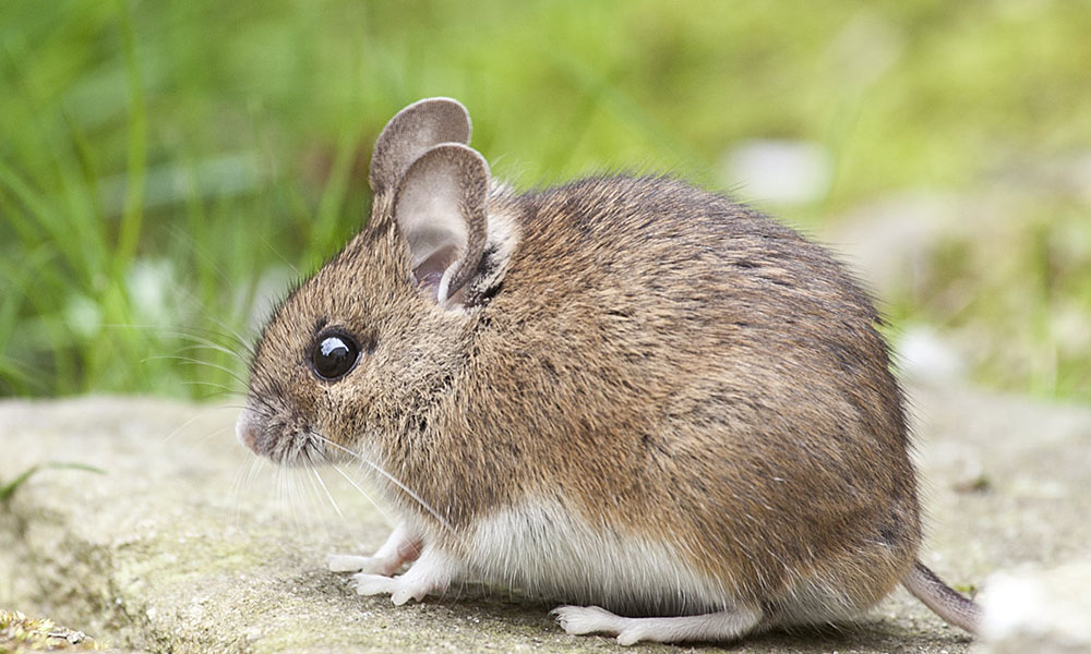 Managing rodent infestation: plan now, succeed later
