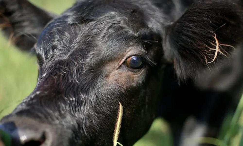 Farmers urged to apply for National Beef Welfare Scheme before submission deadline