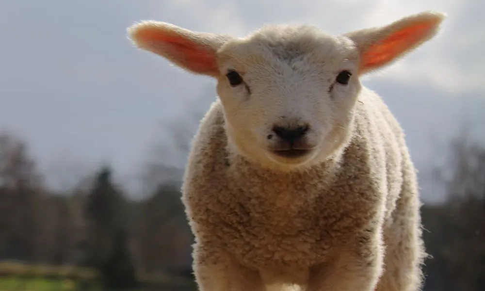 Nematodirus in lambs: what is the risk in your area?