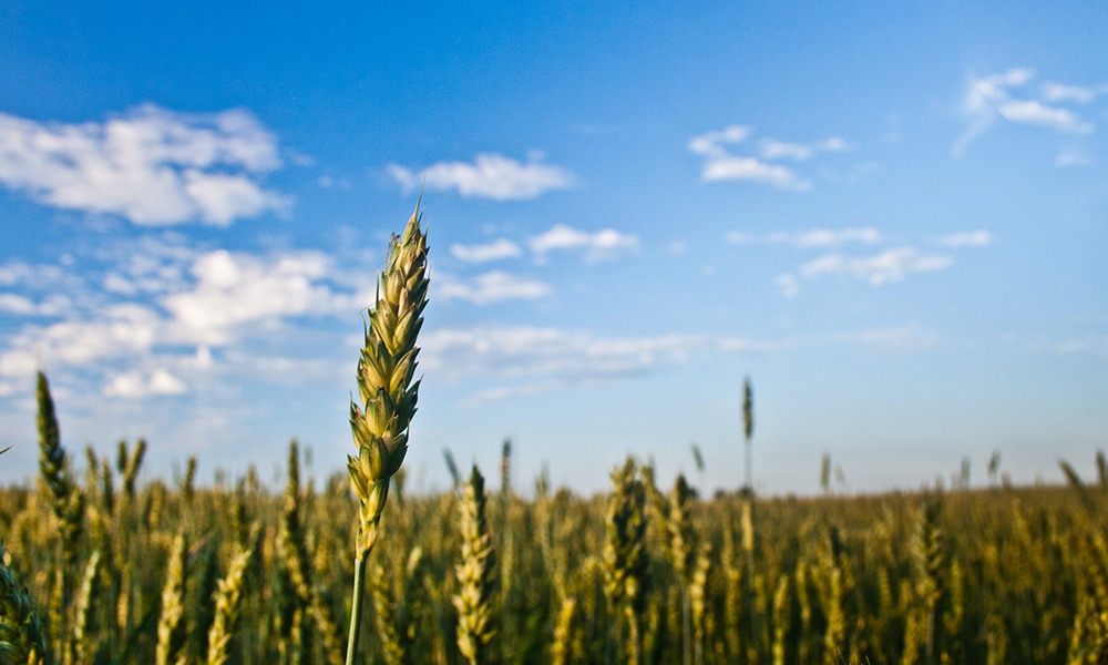 The National Liming Programme 2023: what is it worth to the farmer? 