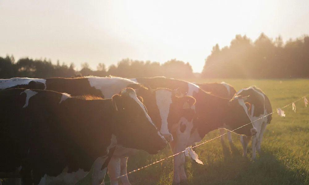 How will new TB testing requirements impact your farm?
