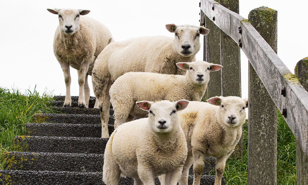 Orf in Sheep: can we prevent or treat it? 
