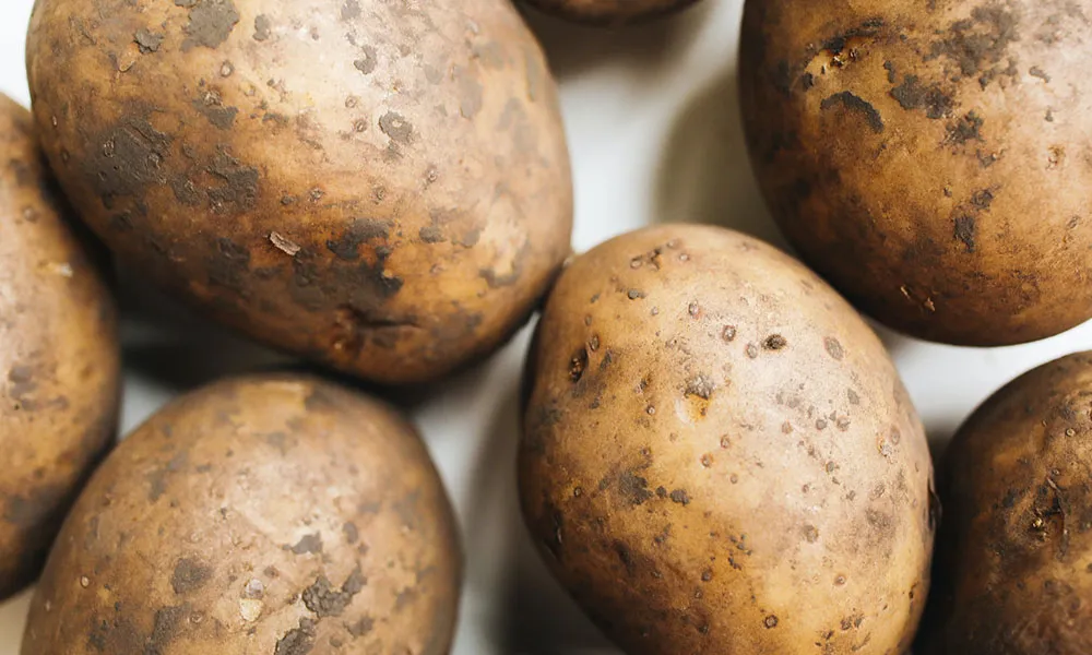 Potato Blight. Cause and Prevention in a Year of Food Shortages 