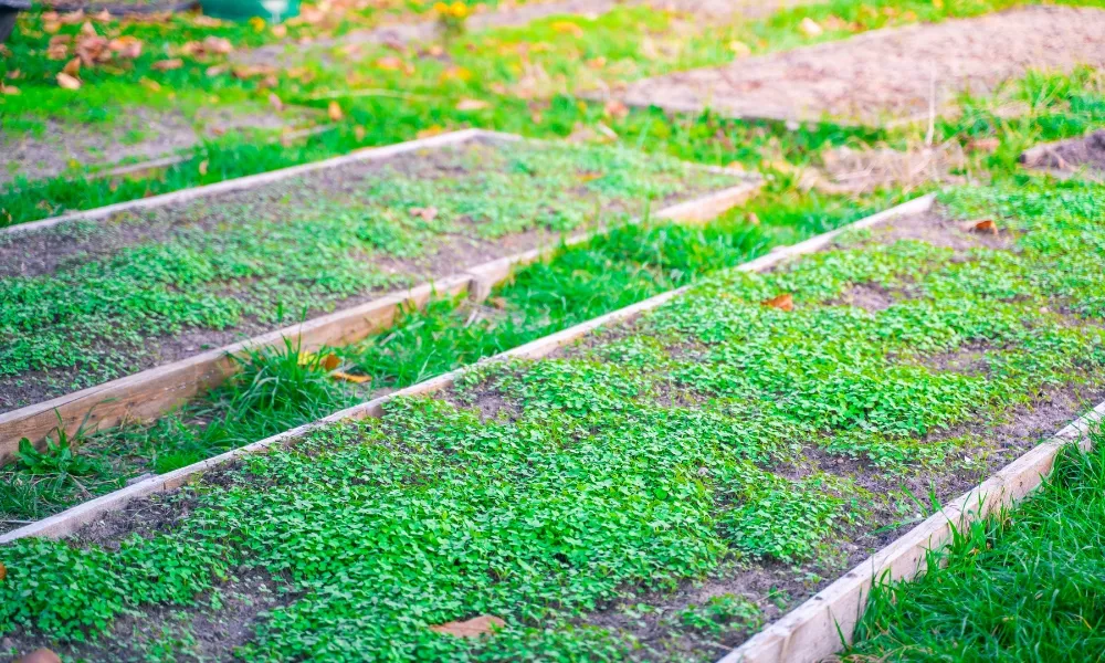 ProClova® XL: Providing a Wide Spectrum of Weed Control in Newly Sown Leys