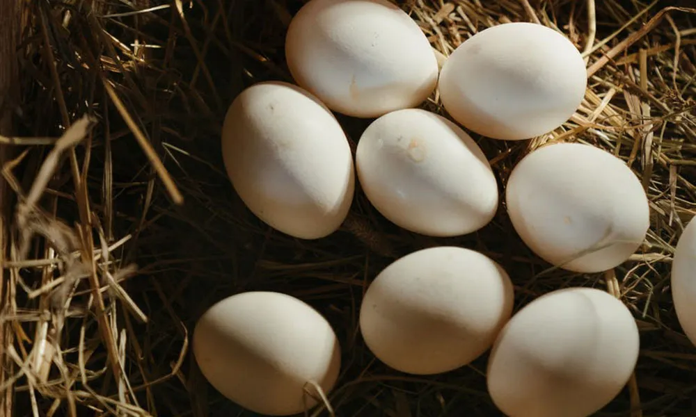 Producing Your Own Eggs: How Much Can You Save?