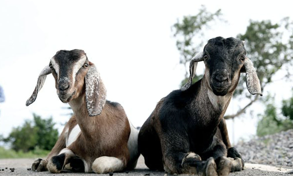 3 Good Reasons to Keep Goats; and 1 Great Reason Not To