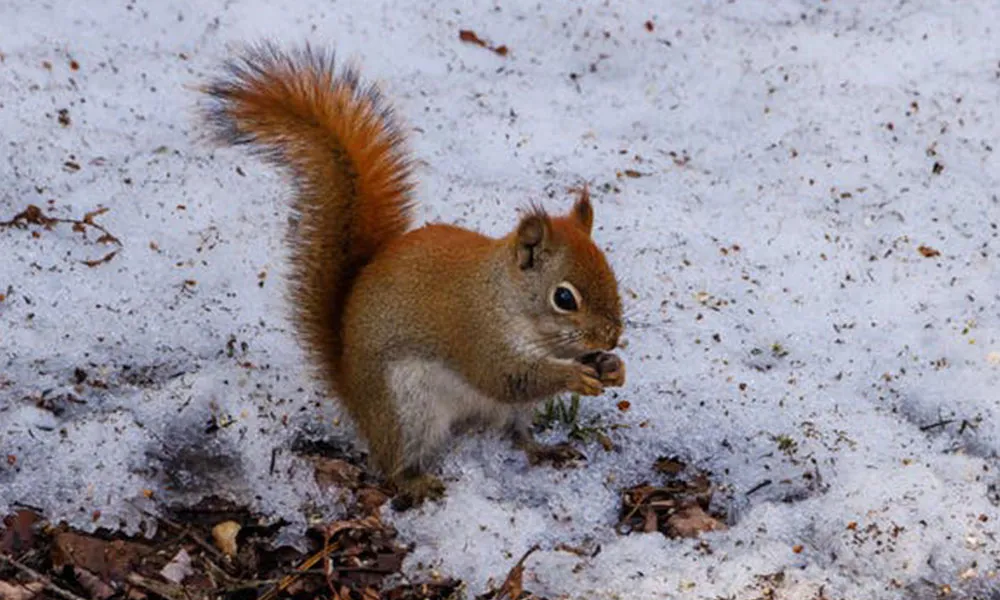 Return of the Native: the Revival of Irelands Red Squirrel Population