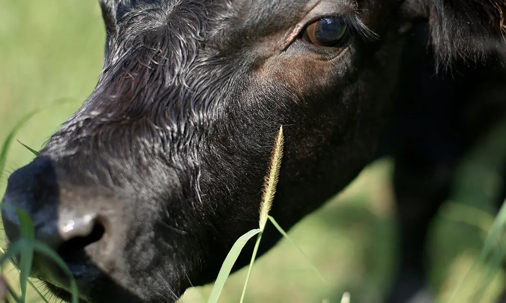 Redwater in Cattle: Pasture Management the Key to Prevention 