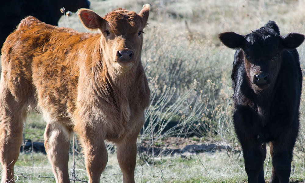 Ringworm in Calves Symptoms, Treatment and Prevention agridirect.ie