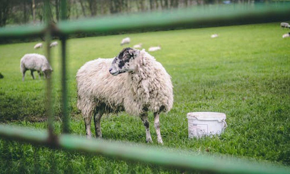 Scab in sheep: causes, treatment and prevention 