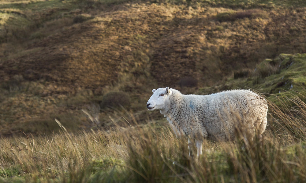Sheep Farming: Cold Snap Raises Pneumonia Threat