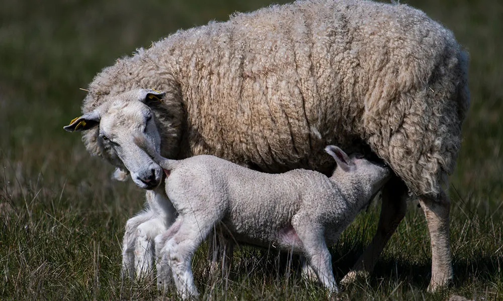 Think sheep are stupid? Think again
