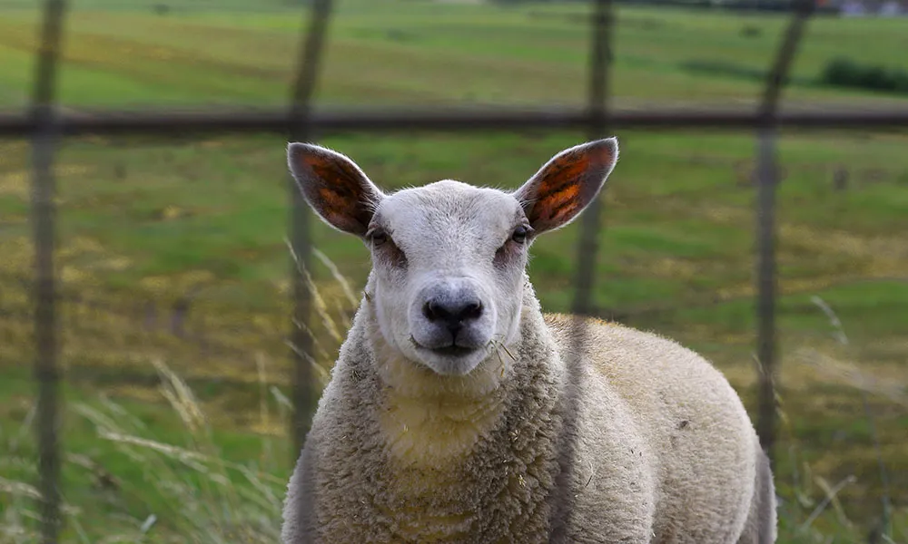 Planning for tupping season: our guide to success