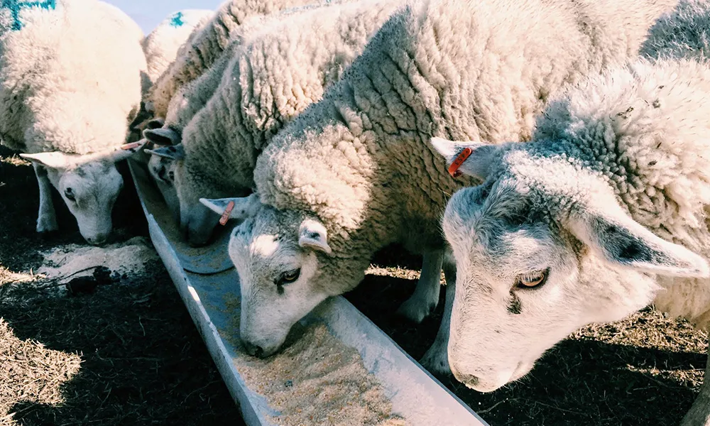 The Sheep Improvement Scheme: What Are You Entitled To?