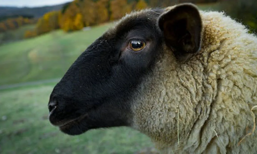 The Sheep Welfare Scheme: Minister Announces Commencement of 2022 Balancing Payments