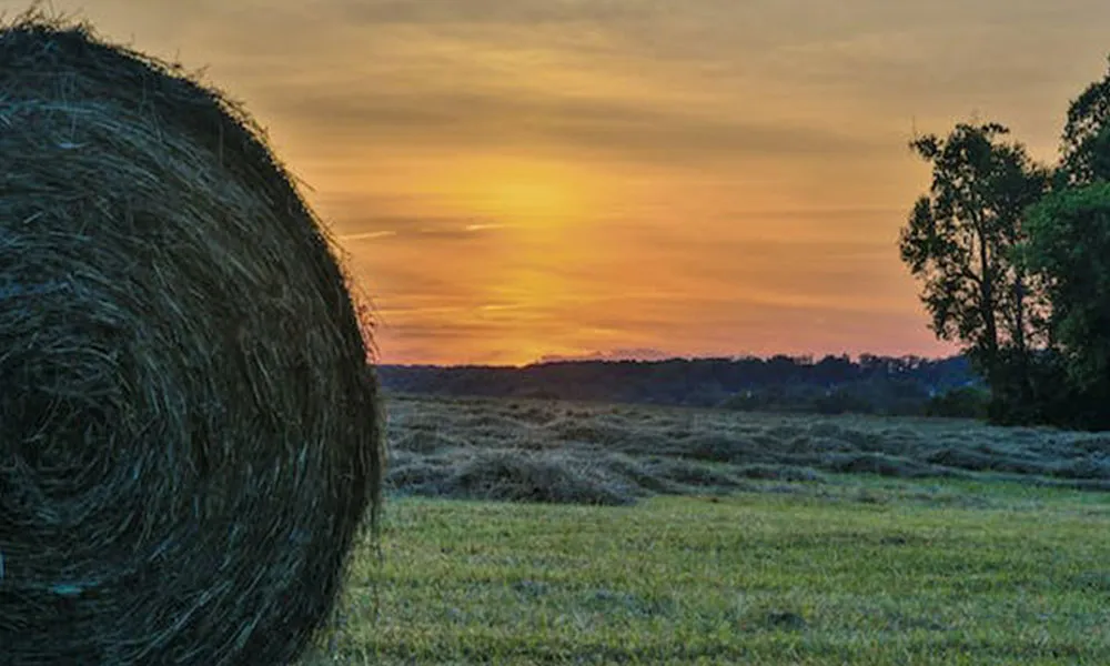 Top Tips for Successful Silage Making